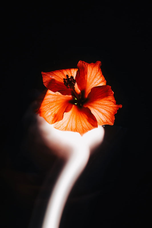 orange flower on black background