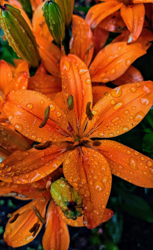 beautiful orange flower with raindrops on